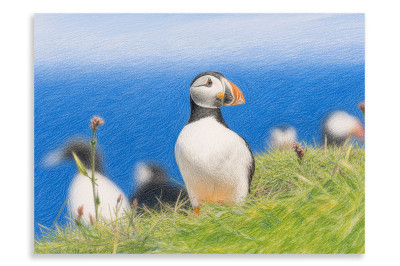 Lung Island Puffins - Artistic